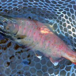 初釣り ～岡崎トラウトポンド～